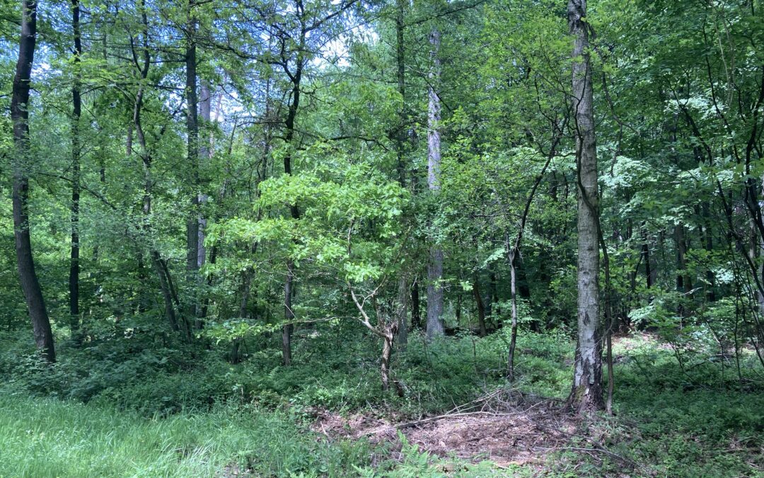 Eine Auszeit im Wald, bitte!